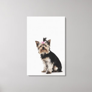 Lienzo Retrato de un perro de Yorkshire Terrier