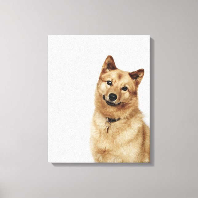 Lienzo Retrato de un perro finlandés de Spitz sonriendo (Anverso)
