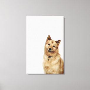Lienzo Retrato de un perro finlandés de Spitz sonriendo