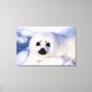 Lienzo Retrato de una cría de foca común