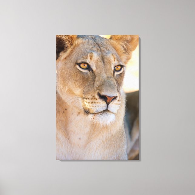 Lienzo Retrato de una leona mirando a la distancia (Anverso)
