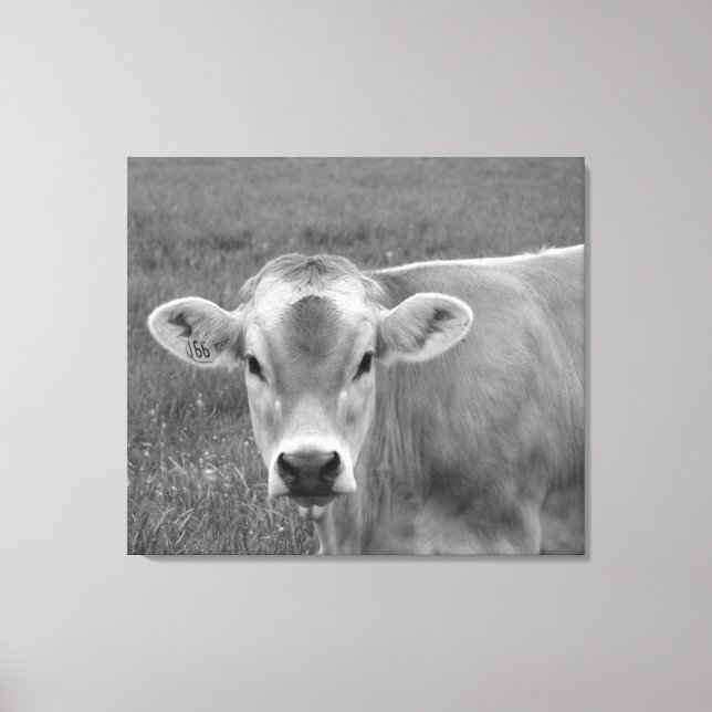 Lienzo Retrato de vaca de Bonito Jersey (Anverso)