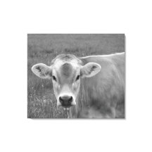 Retrato de vaca de Bonito Jersey