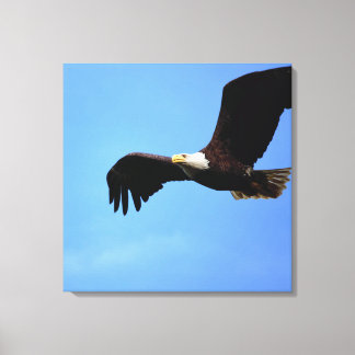 Lienzo Retrato de vuelo de águila calva