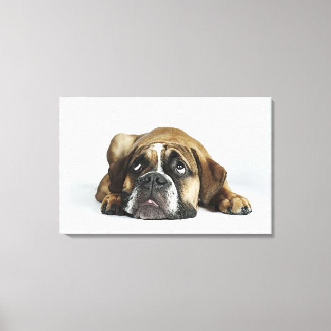 Lienzo Retrato del Bulldog Dorset Old Tyme (Anverso)