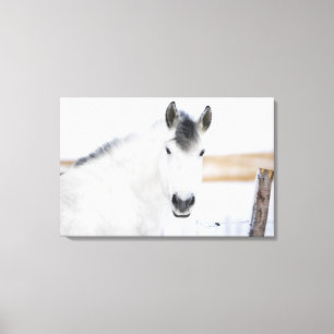 Lienzo retrato del caballo blanco