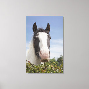 Lienzo Retrato del caballo de Clydesdale