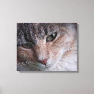 Lienzo Retrato del gato
