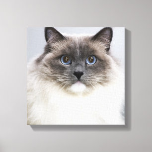 Lienzo Retrato del gato de Ragdoll