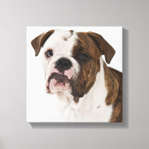 Lienzo Retrato del perrito lindo del bulldog