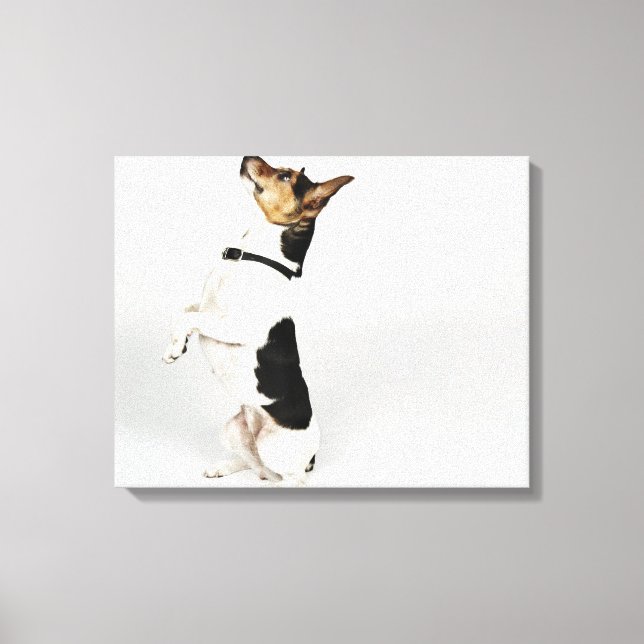 Lienzo Retrato del perro Jack Russell sentado sobre su (Anverso)