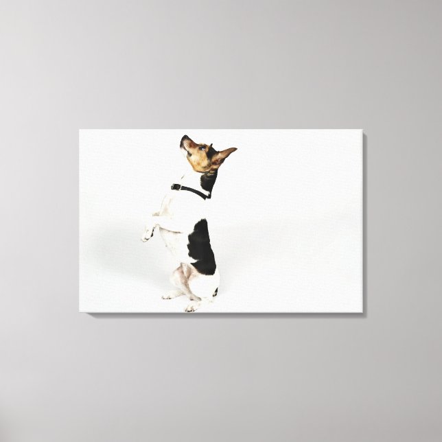 Lienzo Retrato del perro Jack Russell sentado sobre su (Anverso)