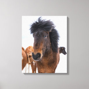 Lienzo Retrato Divertido de Caballo Islandés