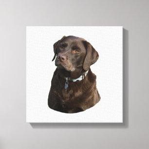 Lienzo Retrato fotográfico de Chocolate Labrador