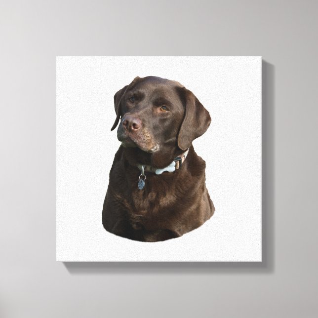 Lienzo Retrato fotográfico de Chocolate Labrador (Anverso)