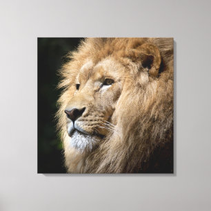 Lienzo Retrato masculino de león sobre fondo negro