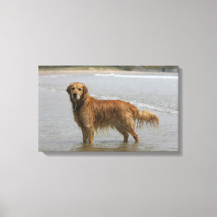 Lienzo Retreiver de oro en el mar