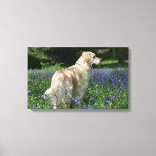 Lienzo Retreiver de oro en flores