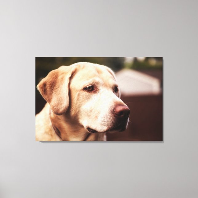 Lienzo Retriever de Labrador (Anverso)