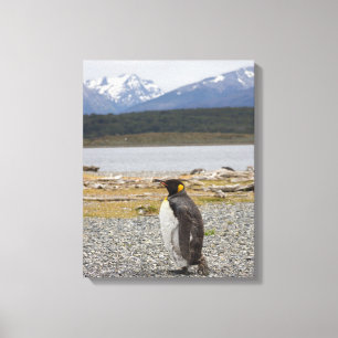 Lienzo Rey pingüino, Isla Martillo, Tierra del Fuego