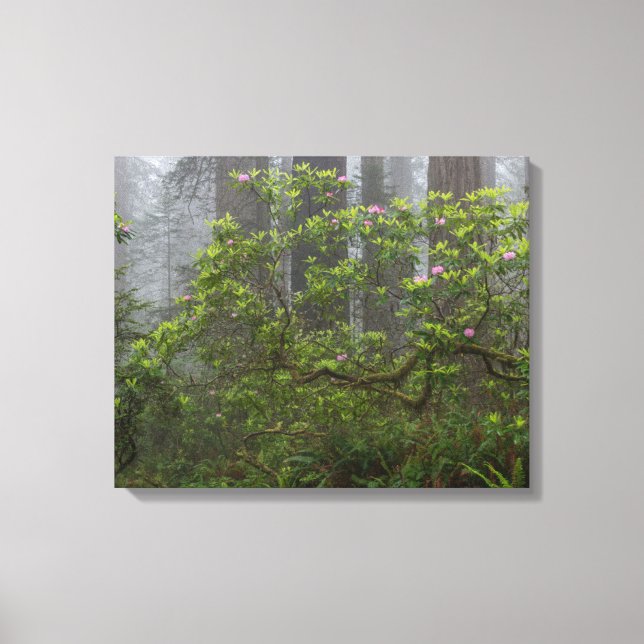 Lienzo Rhododendron en el Parque Nacional Redwood en Cali (Anverso)