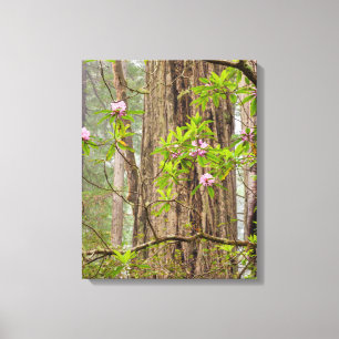 Lienzo Rhododendrons en flor   Parque Estatal Redwoods, C