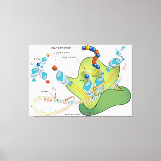 Lienzo Ribosome mRNA tRNA molecules proteins Diagram 