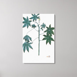 Lienzo Ricino, c.1801-4