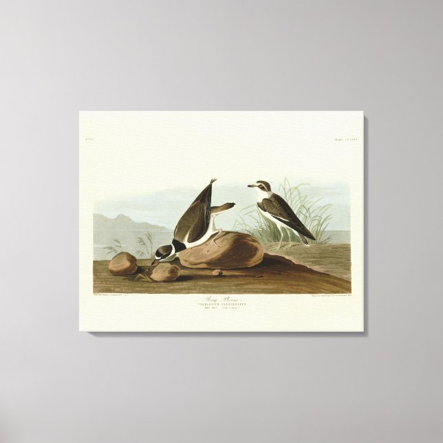 Lienzo Ring Plover de los pájaros de América de Audubon (Anverso)