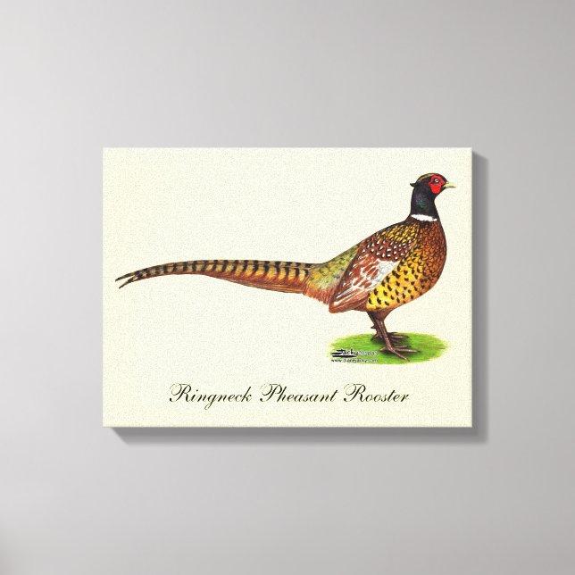 Lienzo Ringneck Pheasant Rooster (Anverso)