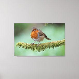 Lienzo Robin encaramado en una rama cubierta de musgo