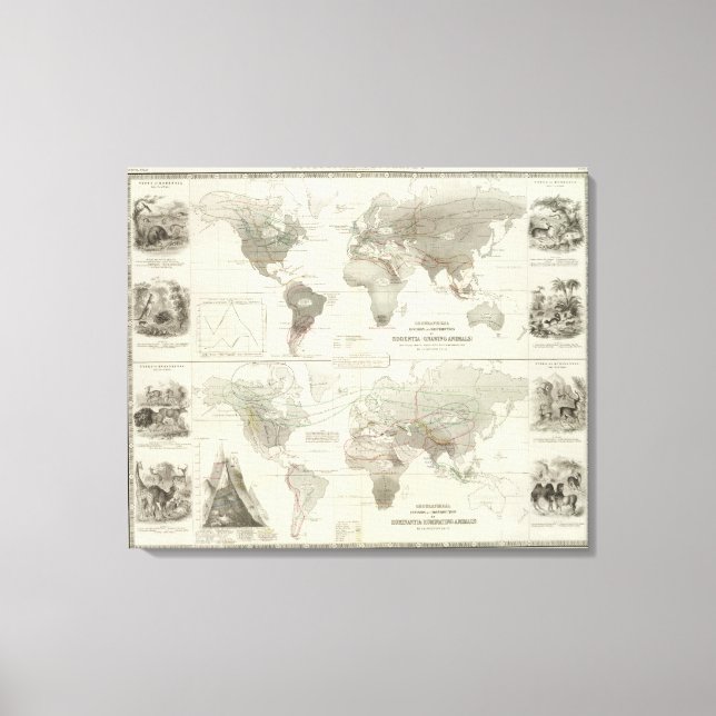 Lienzo Rodentia, Ruminantia (Anverso)