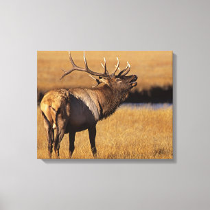 Lienzo Roosevelt Eull Elk Wyoming