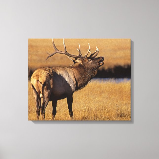 Lienzo Roosevelt Eull Elk Wyoming (Anverso)