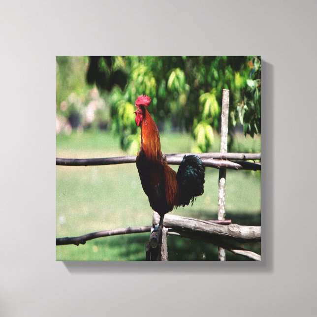 Lienzo Rooster Morning (Anverso)