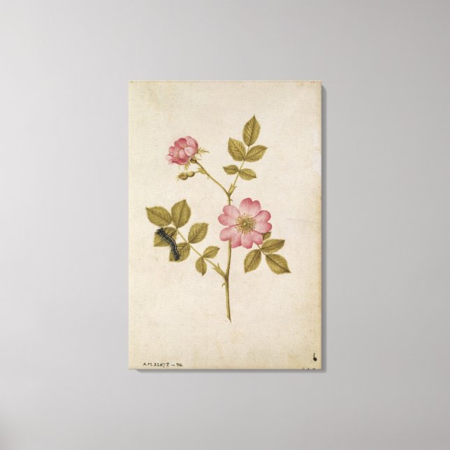 Lienzo Rosa Canina - Dogrose y Caterpillar (lápiz y con/ (Anverso)