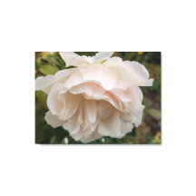 Rosa con gotas de lluvia