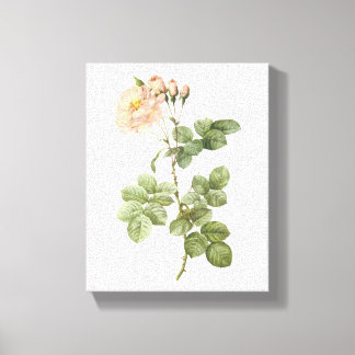 Lienzo rosa damasco (Rosa damascena aurora) por Redouté