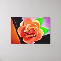 Rosa de color