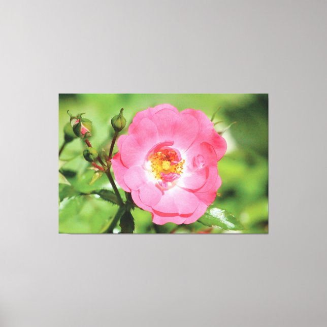 Lienzo Rosa de jardín rosa natural (Anverso)