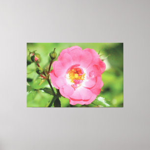 Lienzo Rosa de jardín rosa natural