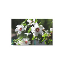 Rosa de Sharon Canvas Print