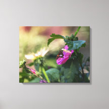 Rosa De Sharon Y Visitante