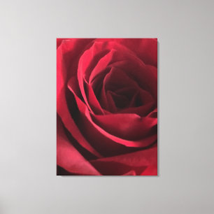 Lienzo Rosa Roja