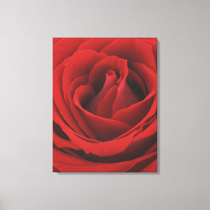 Lienzo Rosa Roja en flor
