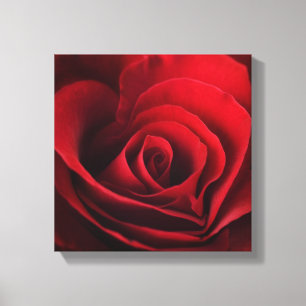 Lienzo Rosa rojo de la tarjeta del día de San Valentín