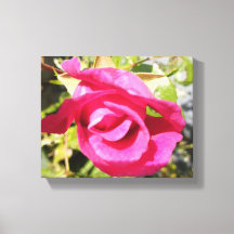 Rosa rosa#2