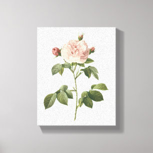 Lienzo rosa rosa pálido (Rosa alba regalis) de Redouté