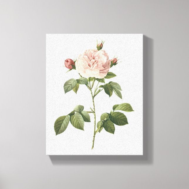 Lienzo rosa rosa pálido (Rosa alba regalis) de Redouté (Anverso)