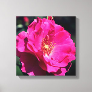 Lienzo Rosa Rosa Rosa En Pleno Bloom Acercamiento